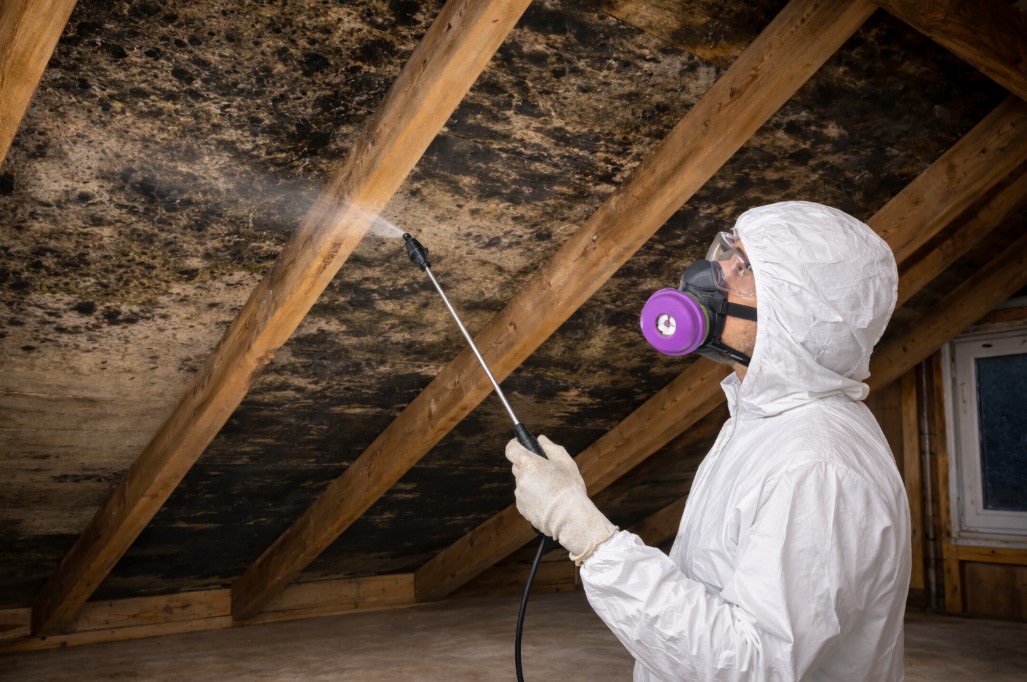 Attic Mold Removal Cave Spring, GA