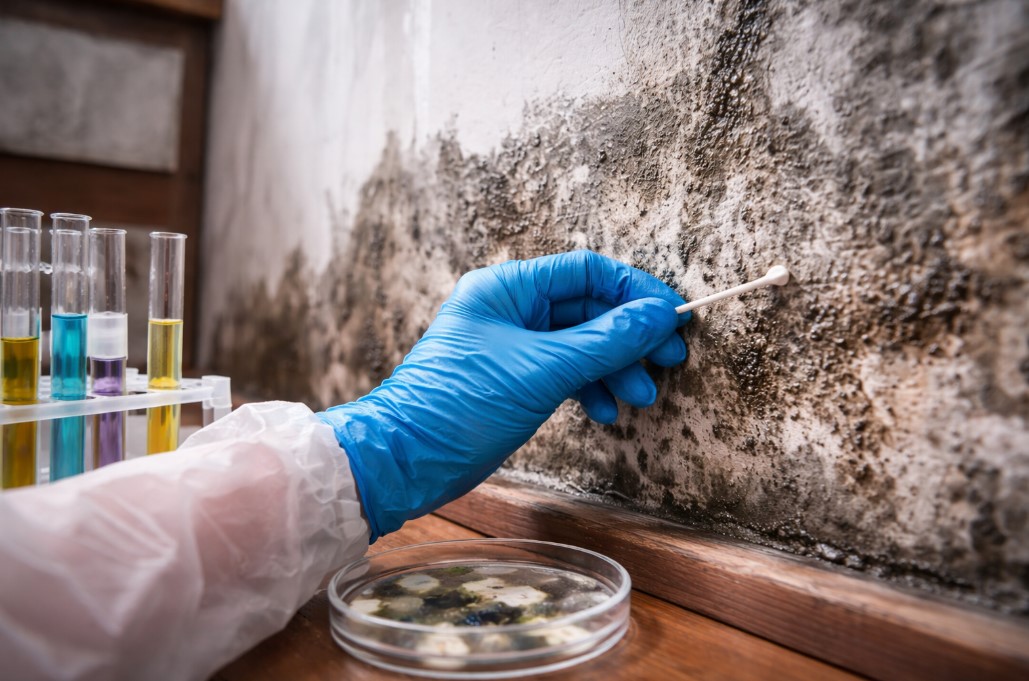Black Mold Testing Cape Vincent