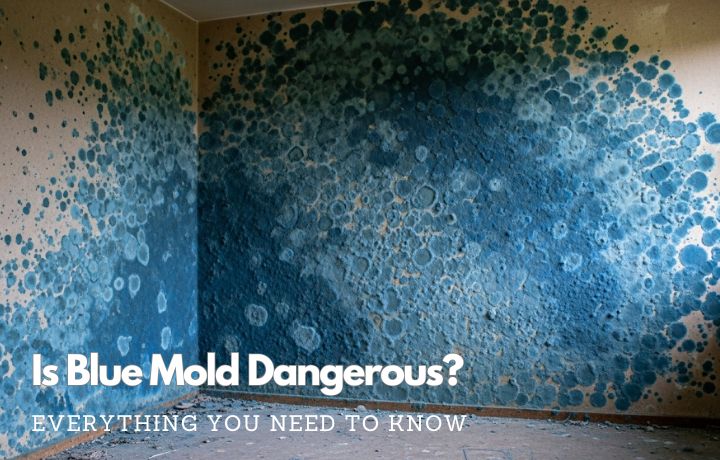 Blue Mold on Walls and in the Home: Health Risks, Causes, and How to Remove It