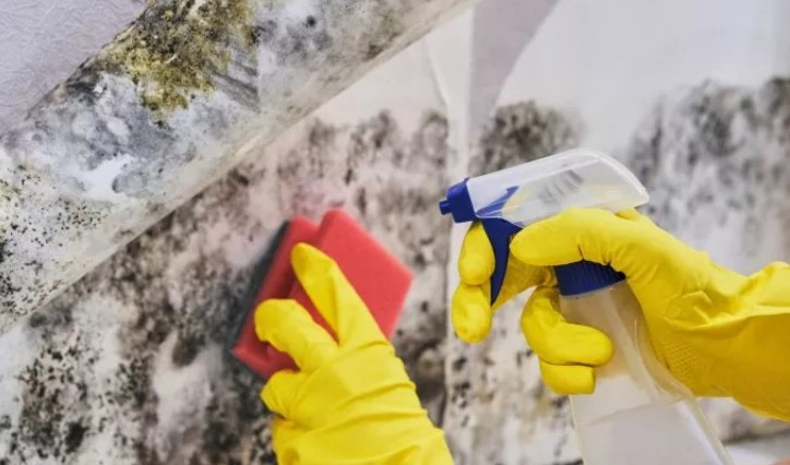 Is It Safe to Clean Black Mold Yourself?