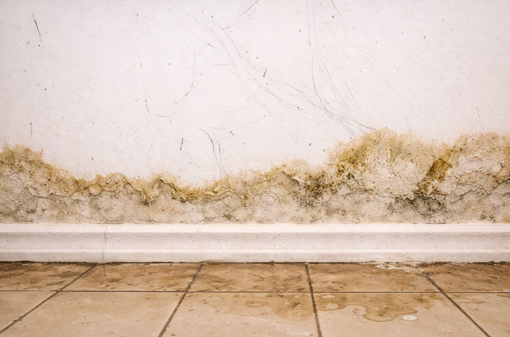 Mold After Flooding Walthourville