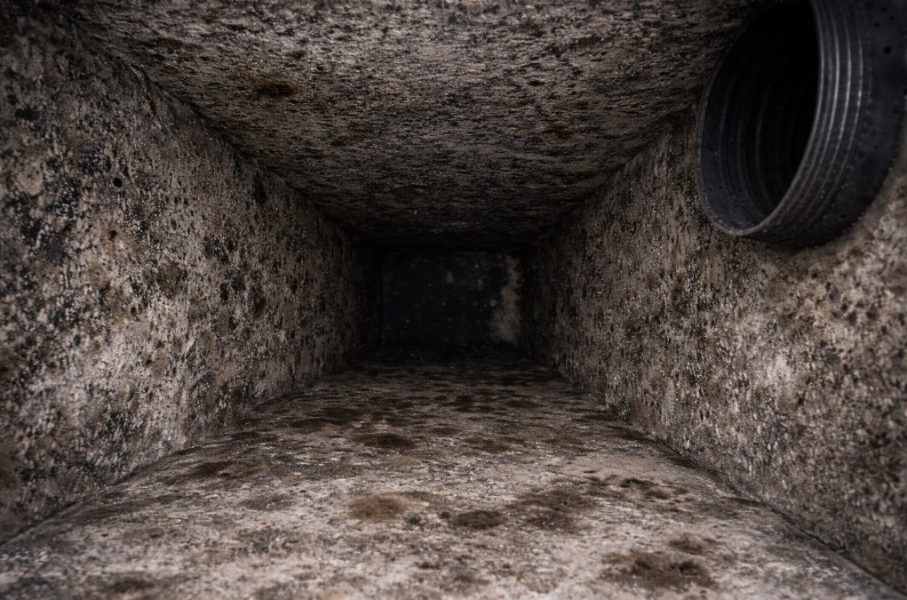 Mold HVAC Walthourville, GA