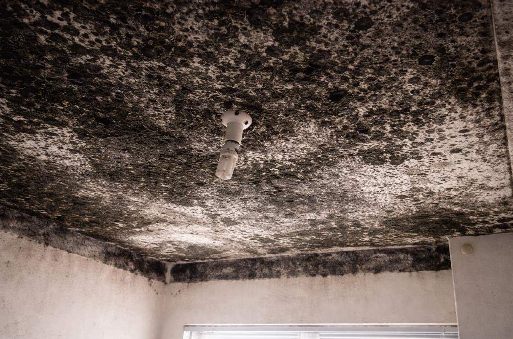 Severe Black Mold Walthourville, GA