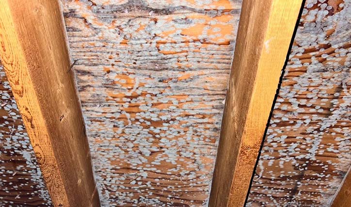 Case Study: How We Helped a San Diego Family Get Rid of Black Mold in Their Attic